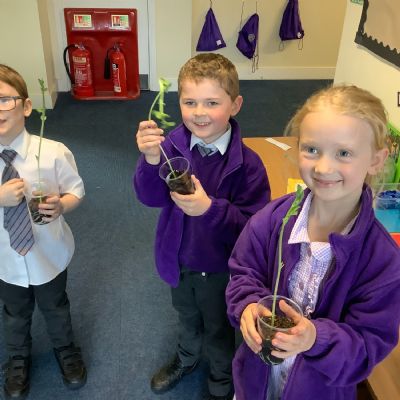 Science – Watching our plants grow!